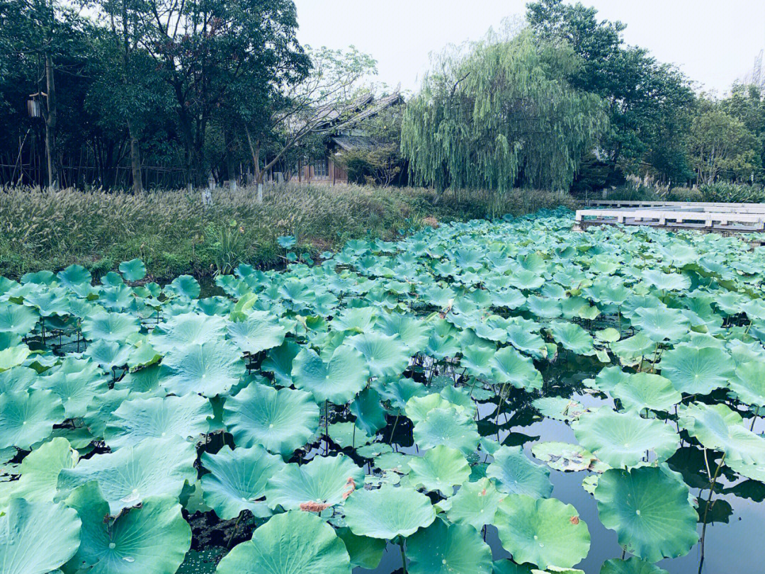 余杭三白潭湿地公园图片