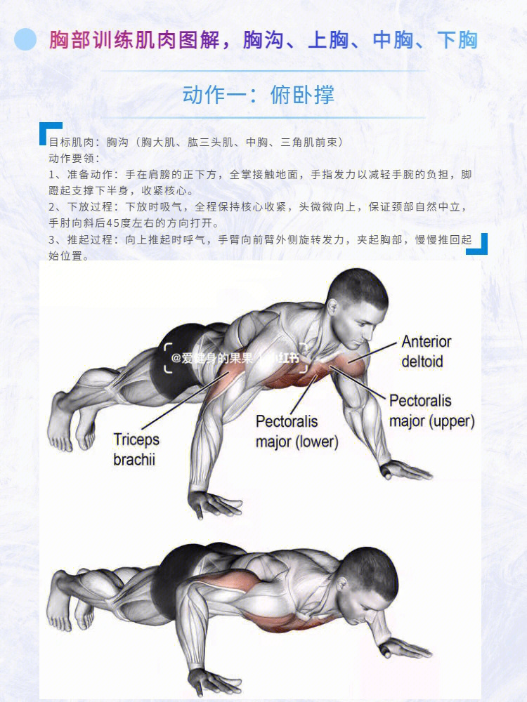 胸部训练肌肉图解胸沟上胸中胸下胸