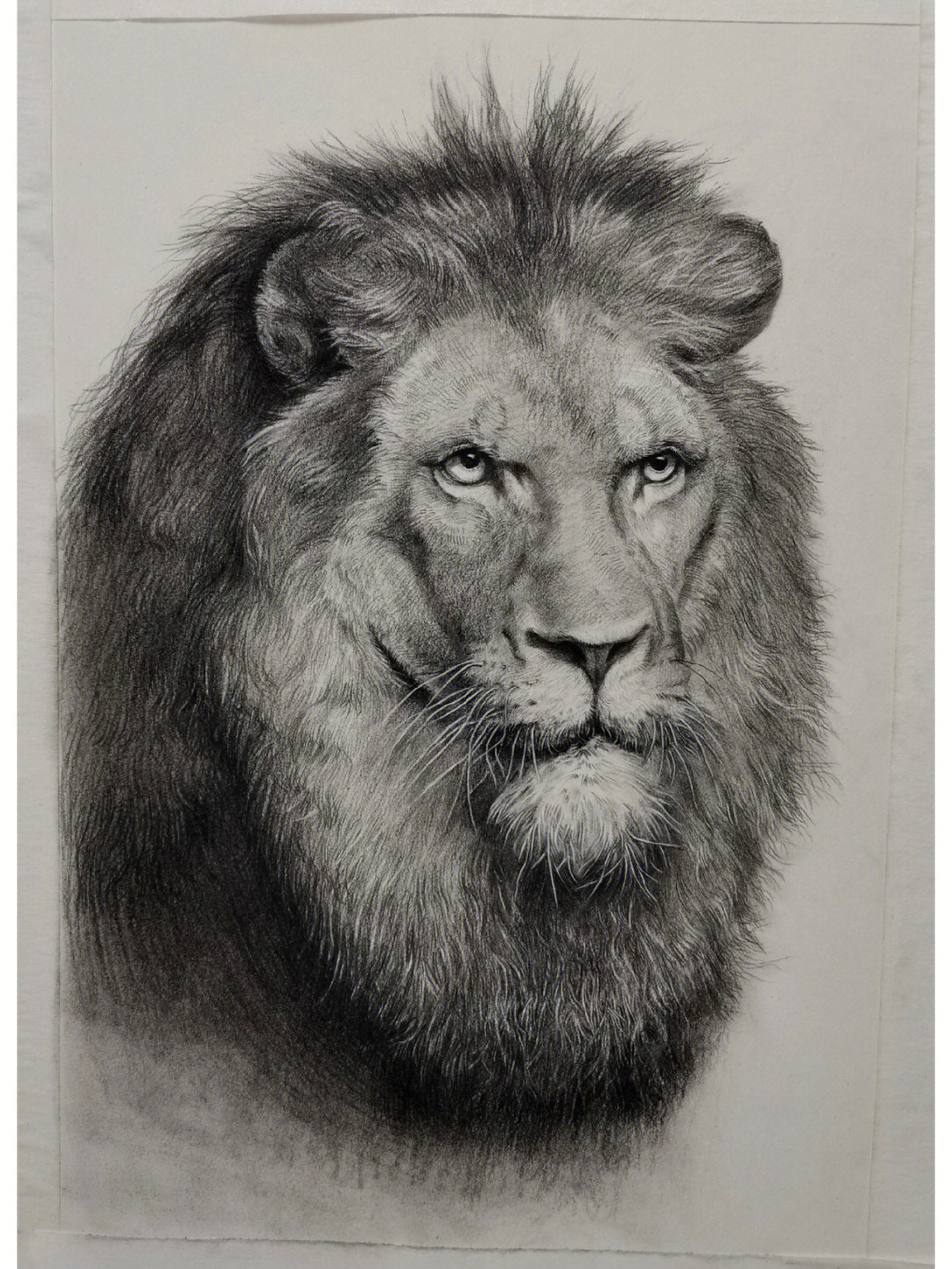 素描动物狮子
