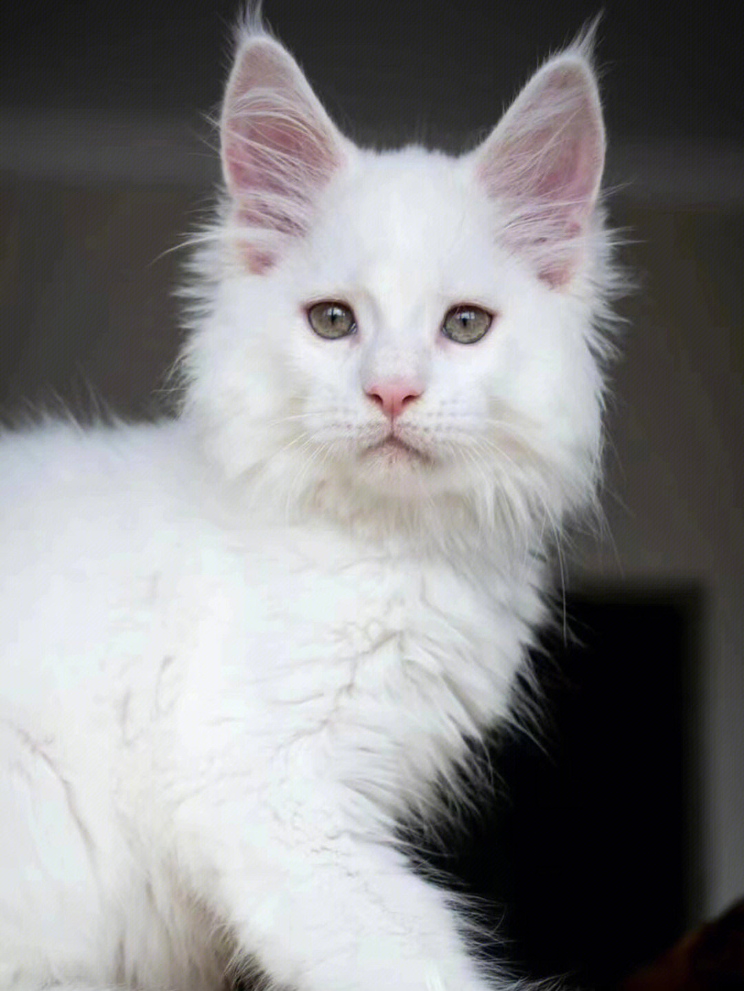 纯白缅因猫多少钱一只图片
