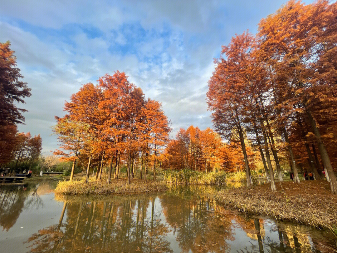 落羽杉61常州丁塘河湿地公园