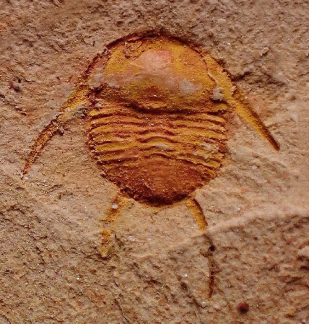 虫类化石图片