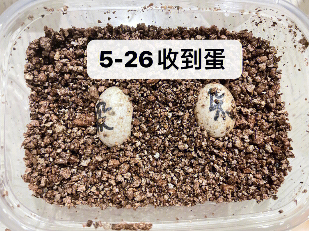 乌龟蛋孵化过程图图片
