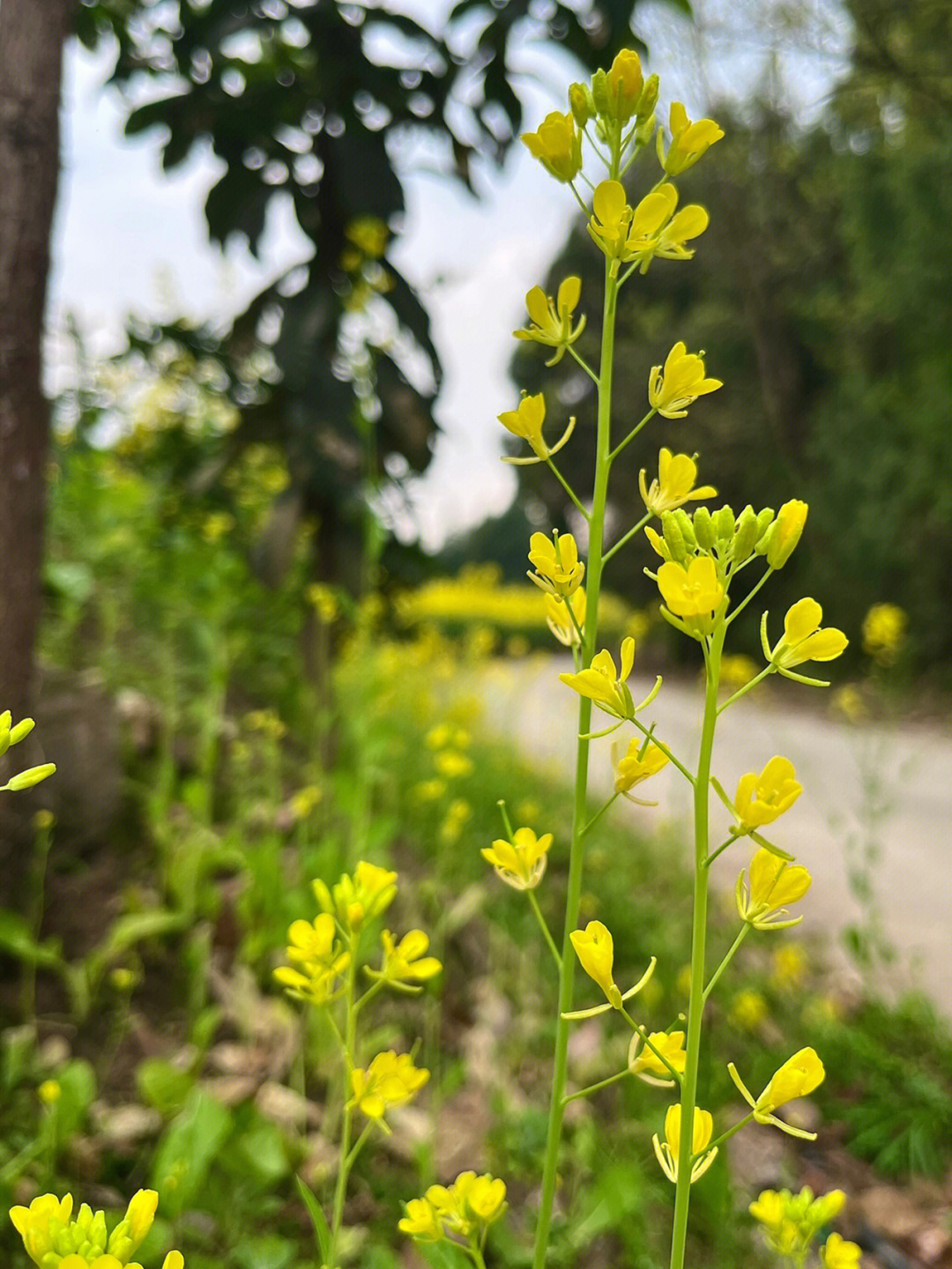 油菜花枝干的样子图片