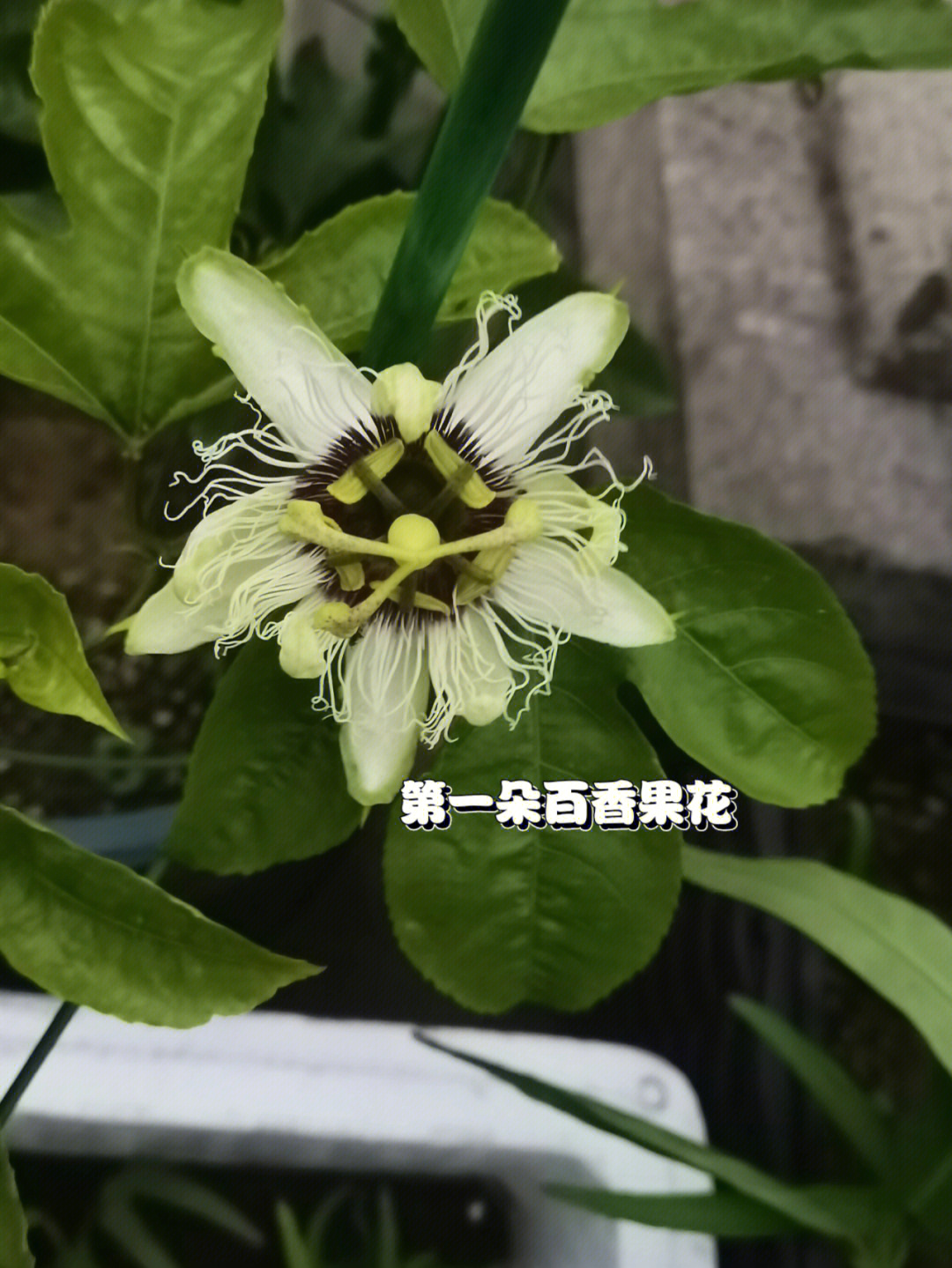 驱蚊驱蝇香花养法图片