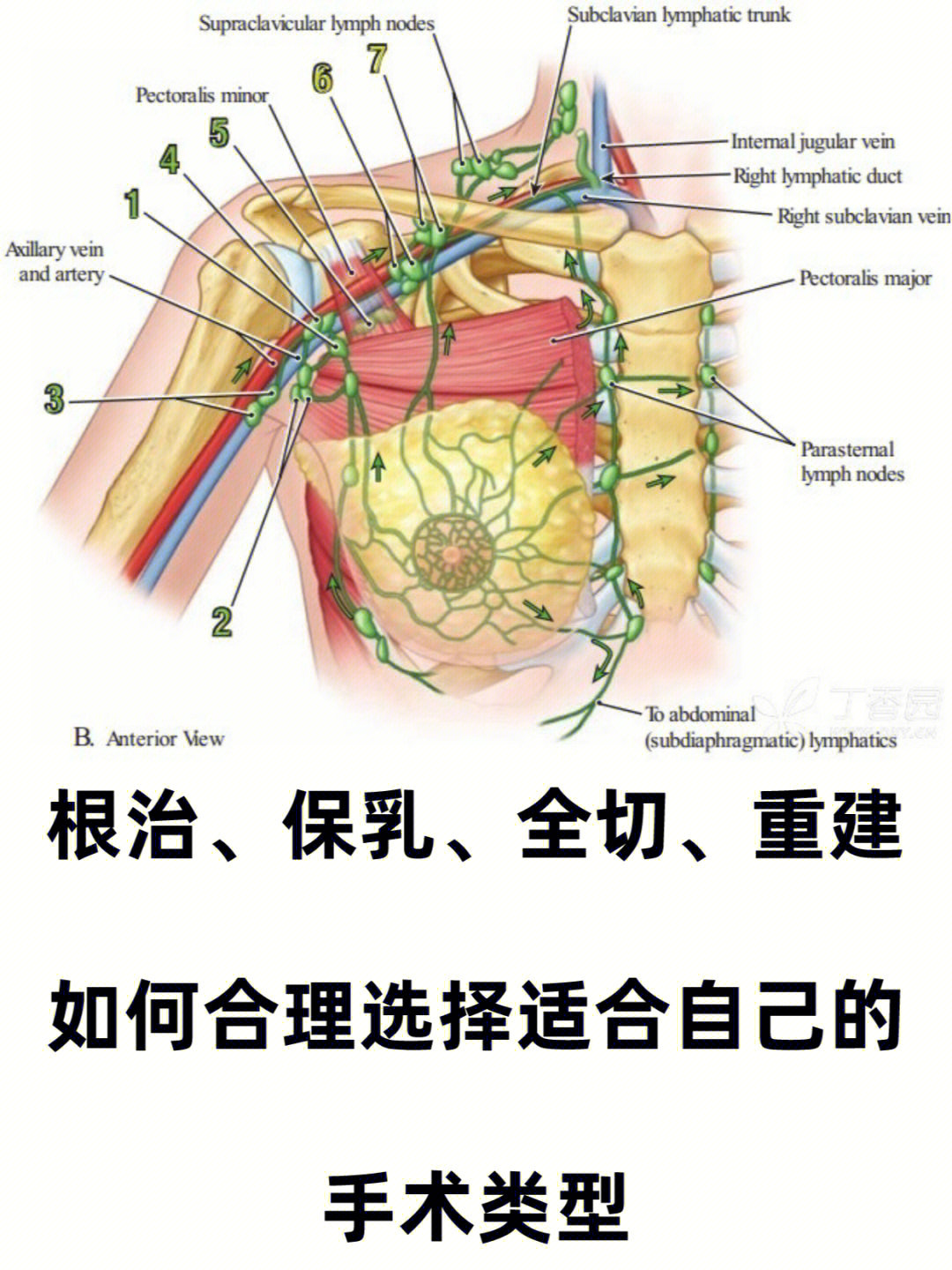 腋窝包扎图解图片