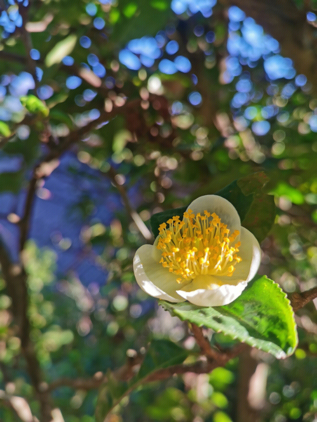 大理茶园古茶树花