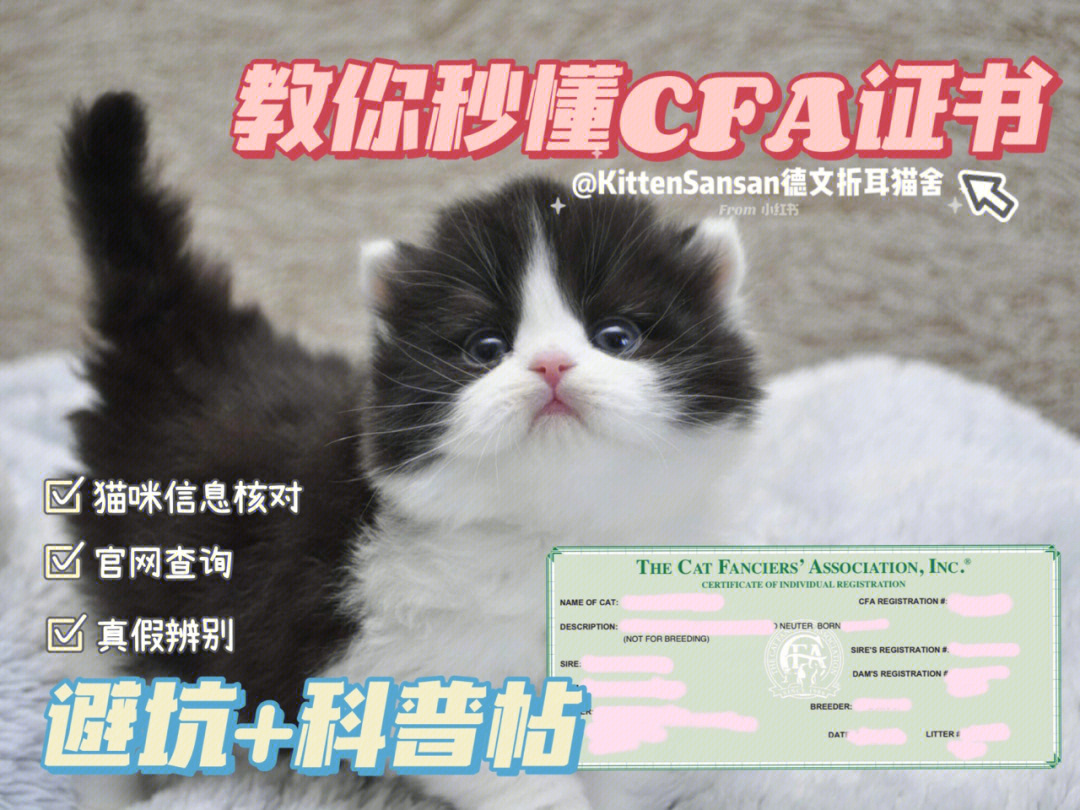 科普cfa猫只证书写了啥绿纸版