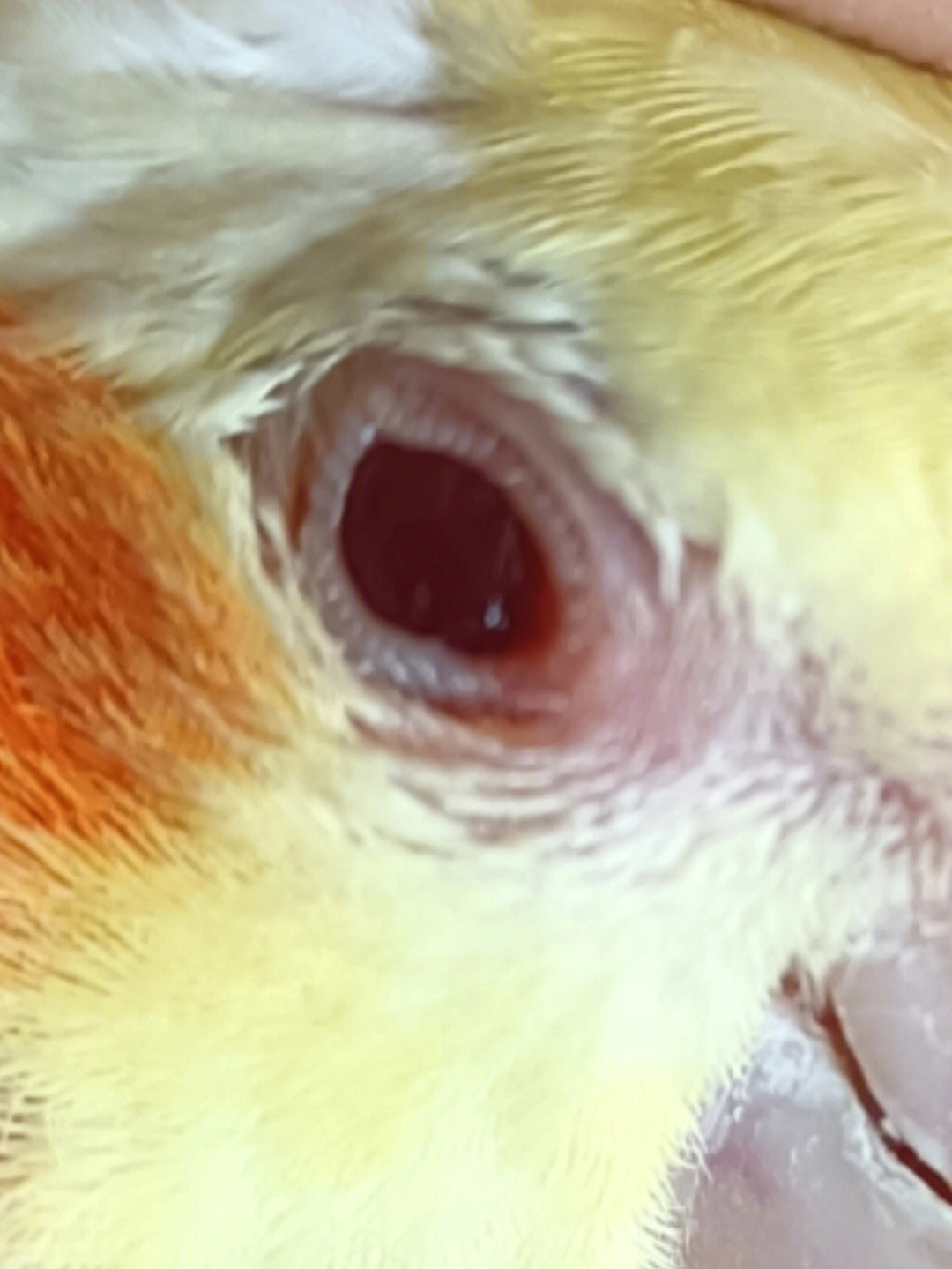 玄凤鹦鹉眼睛发炎图片图片