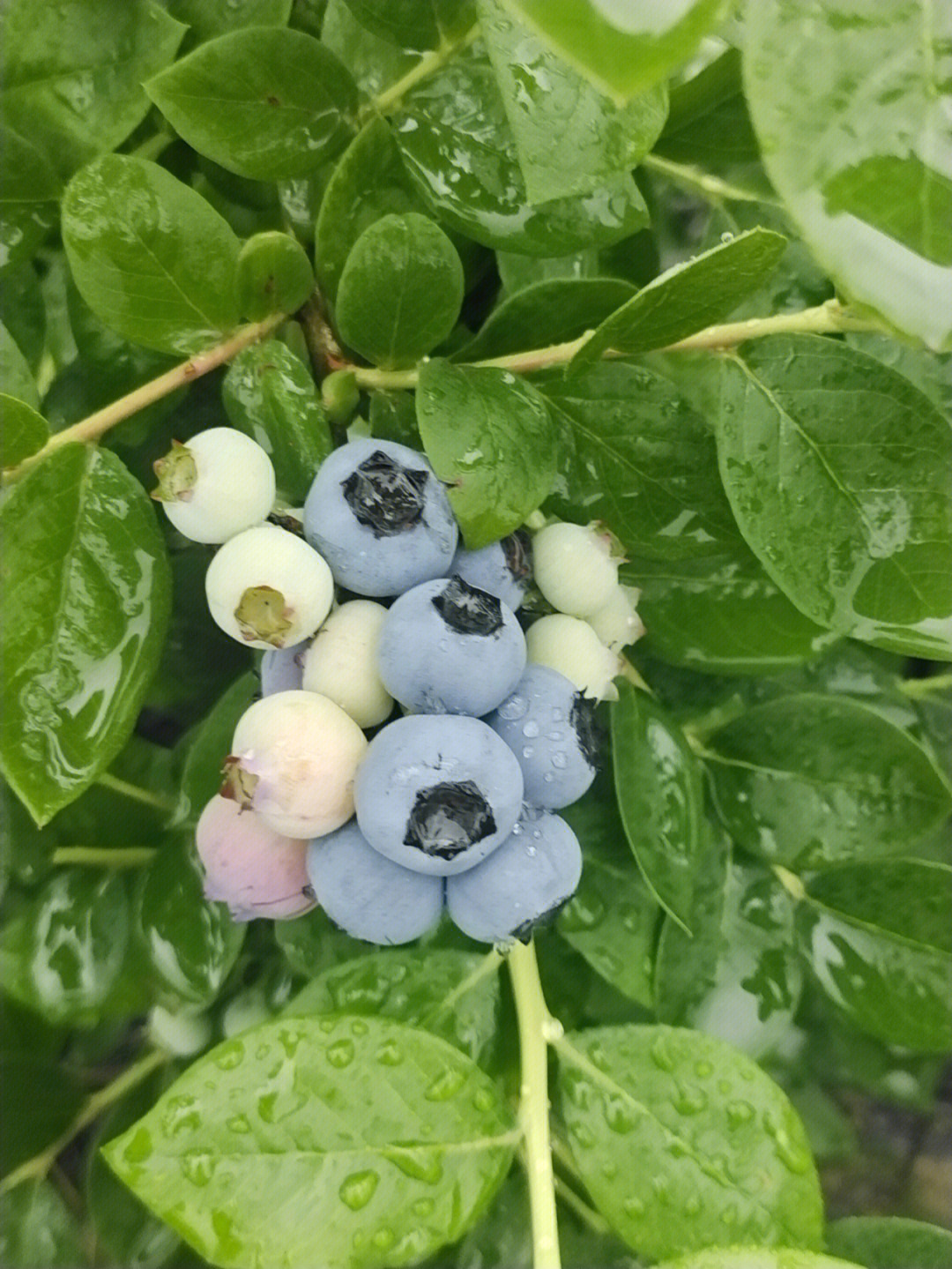绿宝石蓝莓图片大全图片