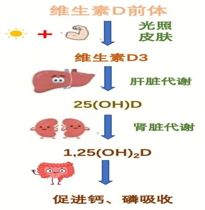 人体营养的转化过程图片