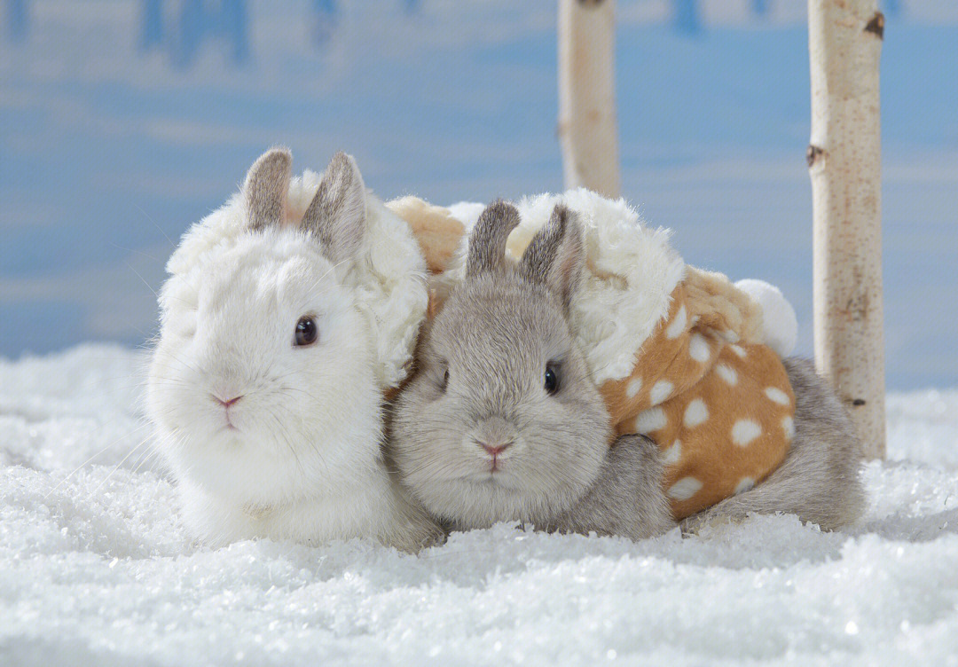 雪地里踩小兔子图片图片
