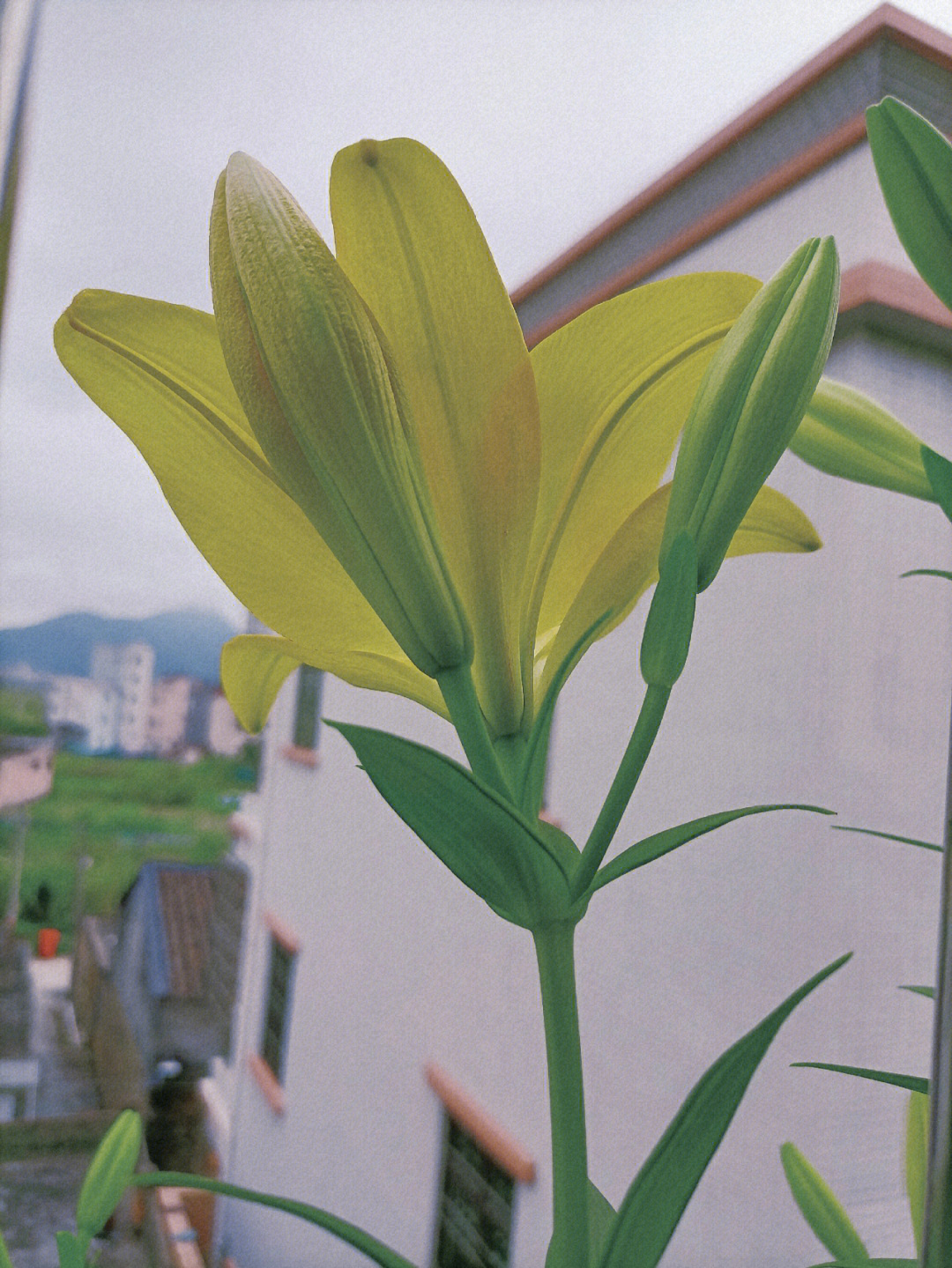 百合花