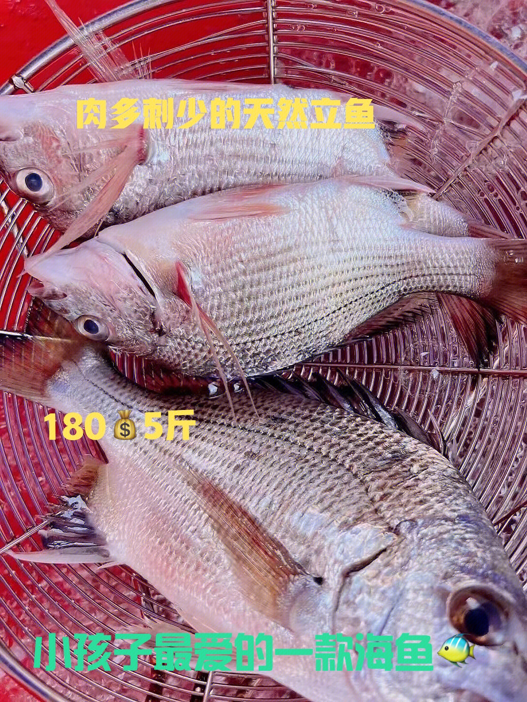 湛江十大海鱼图片