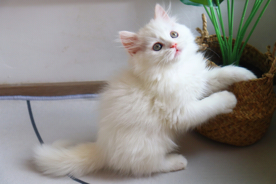 纯白高地猫多少钱图片