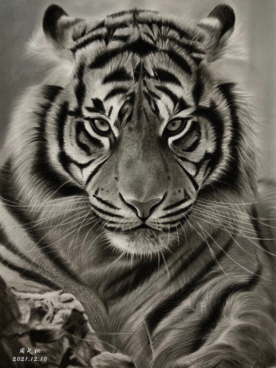 老虎的画像素描画图片