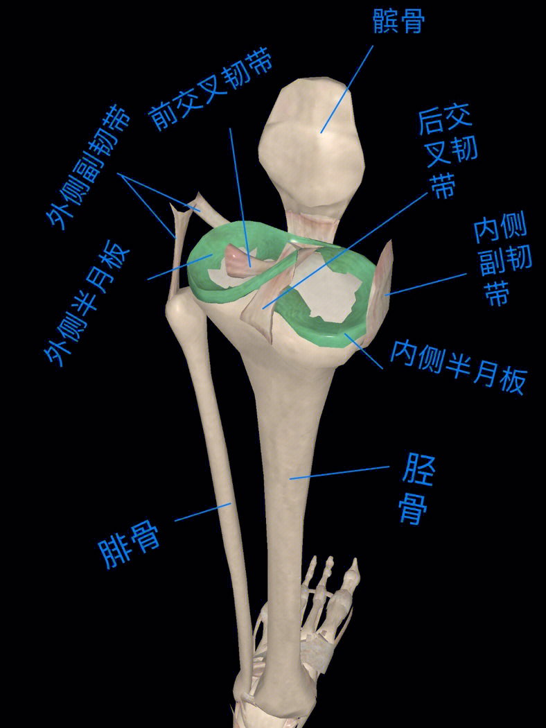 *前,后十字韧带:连接股骨与胫骨之前,后韧带成x型(图1.