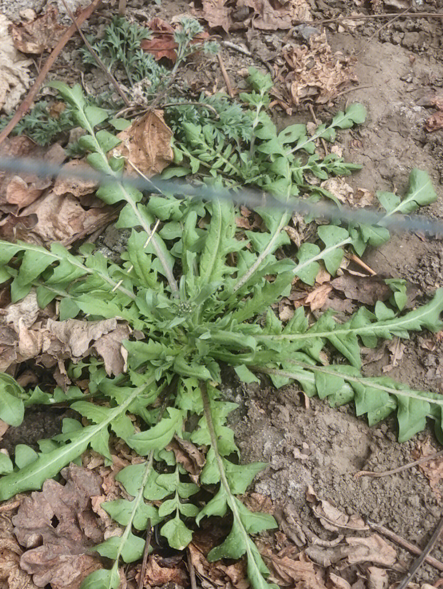 这是荠菜吗