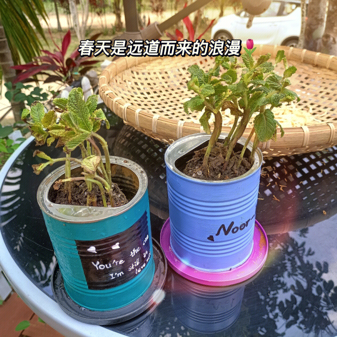 diy#奶粉桶手工#花盆#薄荷孩子用过的奶粉桶不想扔怕被拿去