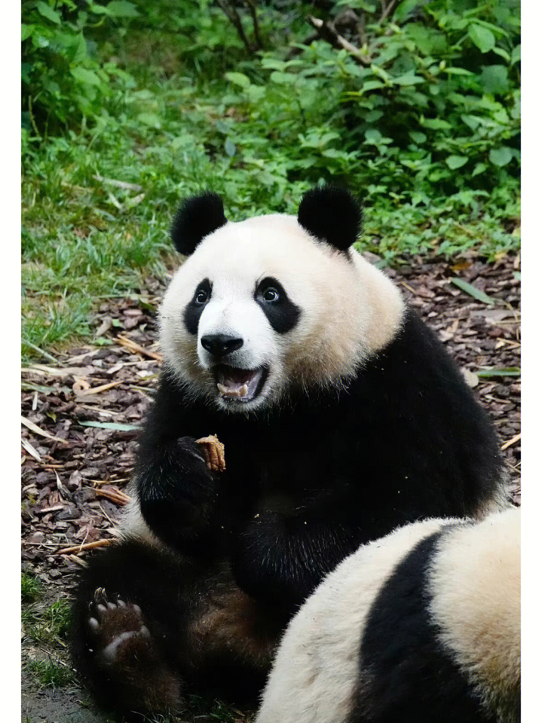 大熊猫雅颂的爸爸图片