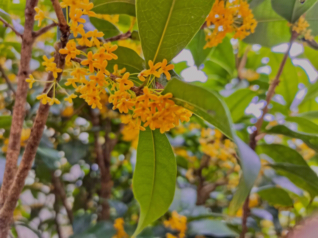 桂花香满了整个秋天