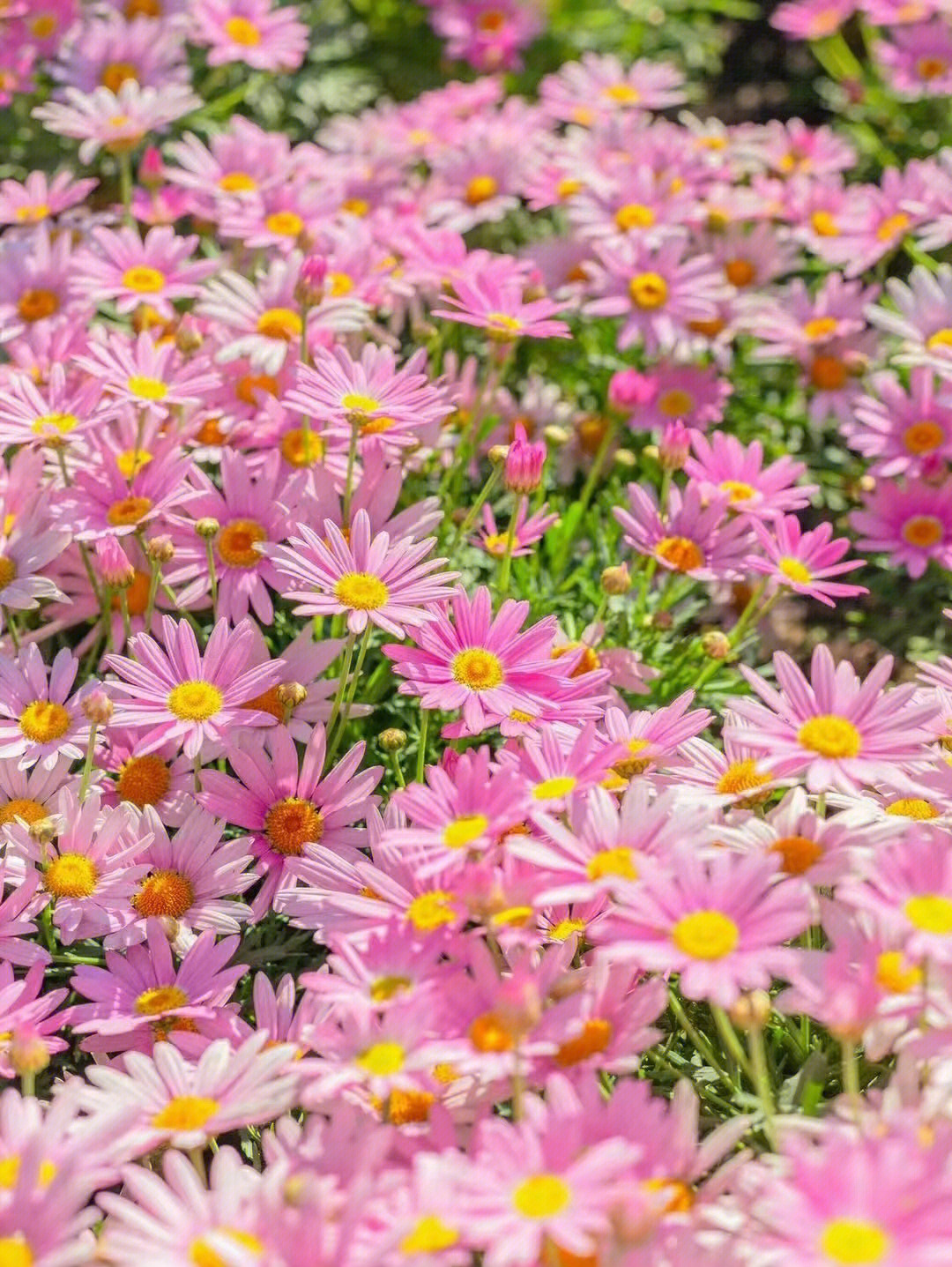 粉色多头小雏菊的花语图片