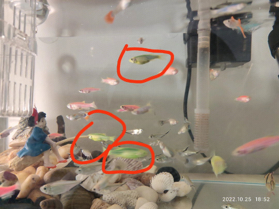 斑马鱼鱼卵孵化过程图图片