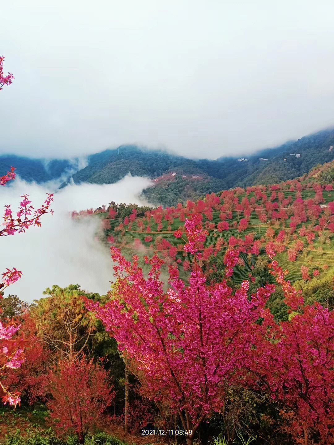 大理无量山樱花谷花期图片