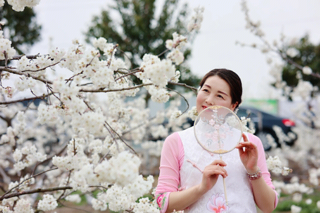 樱桃花宾莹图片