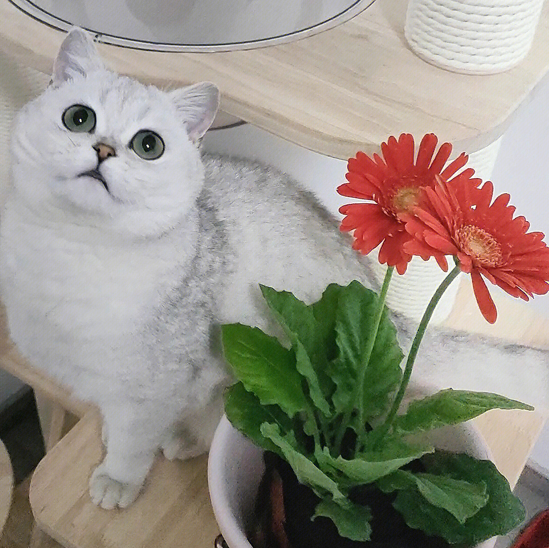 小猫咪和非洲菊