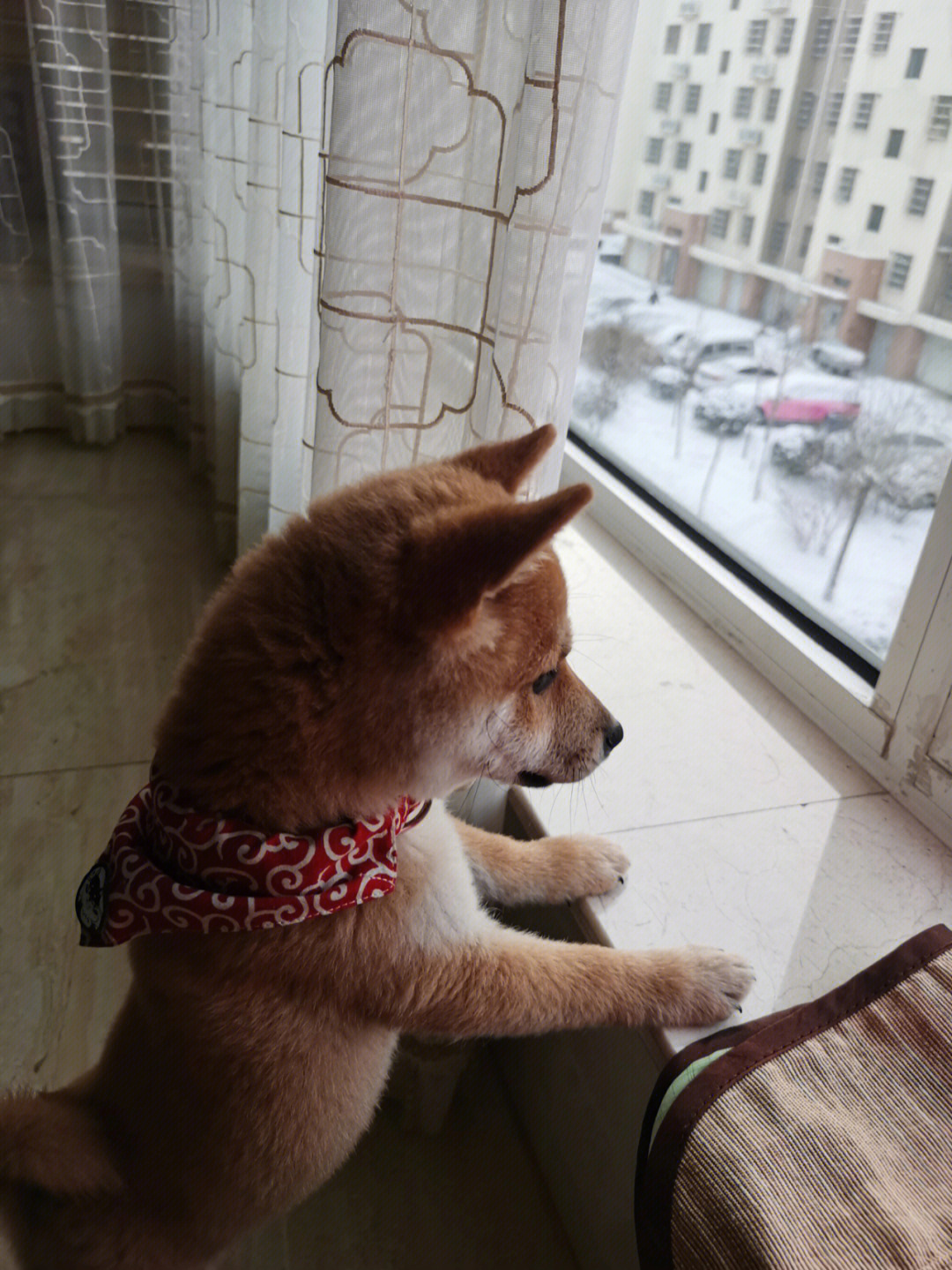 柴犬看雪