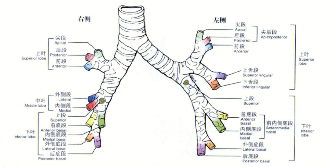 肺门支气管图片