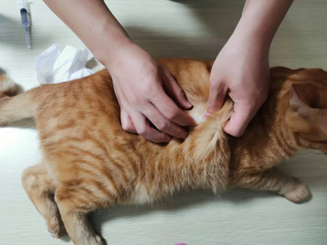 滚蛋吧猫传腹第十针