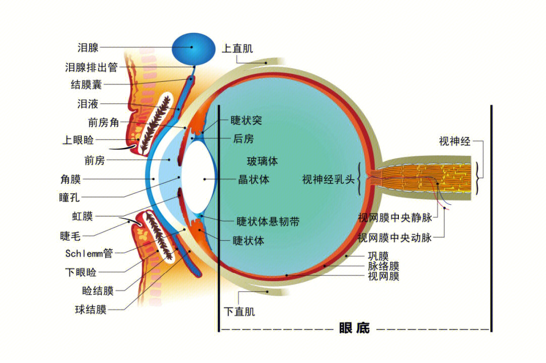 眼睛睫毛囊的位置图片图片