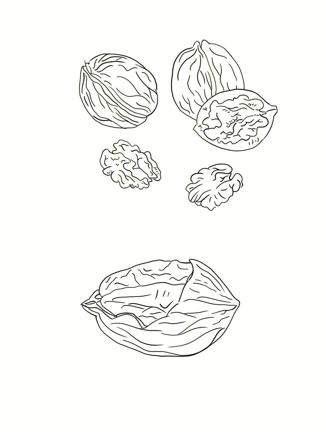线稿练习43坚果