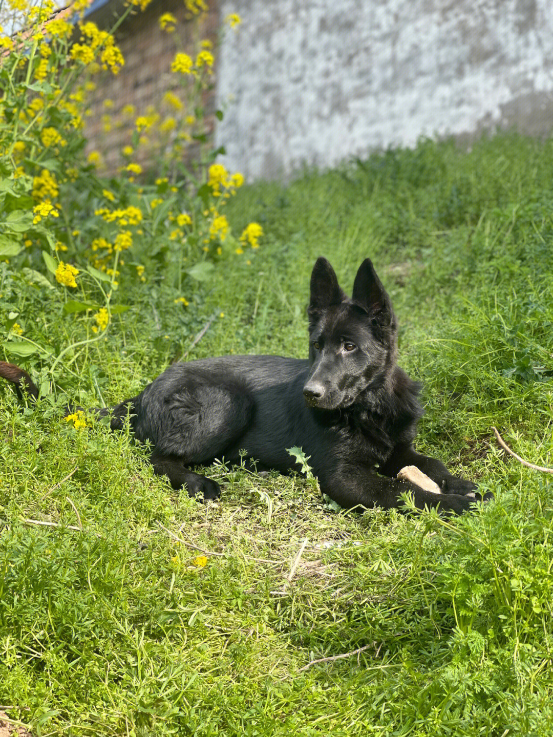 东德牧羊犬