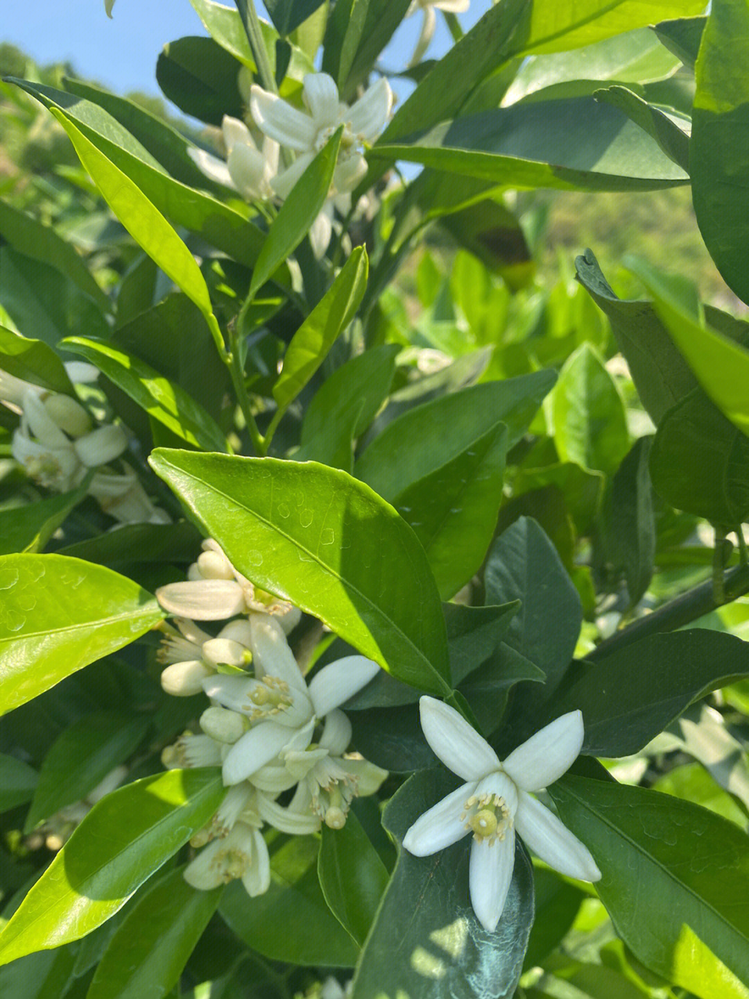 赣南脐橙花开了