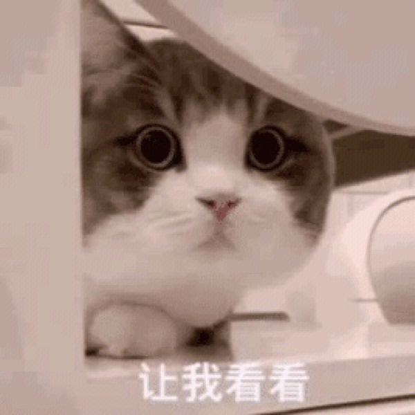 猫猫表情包