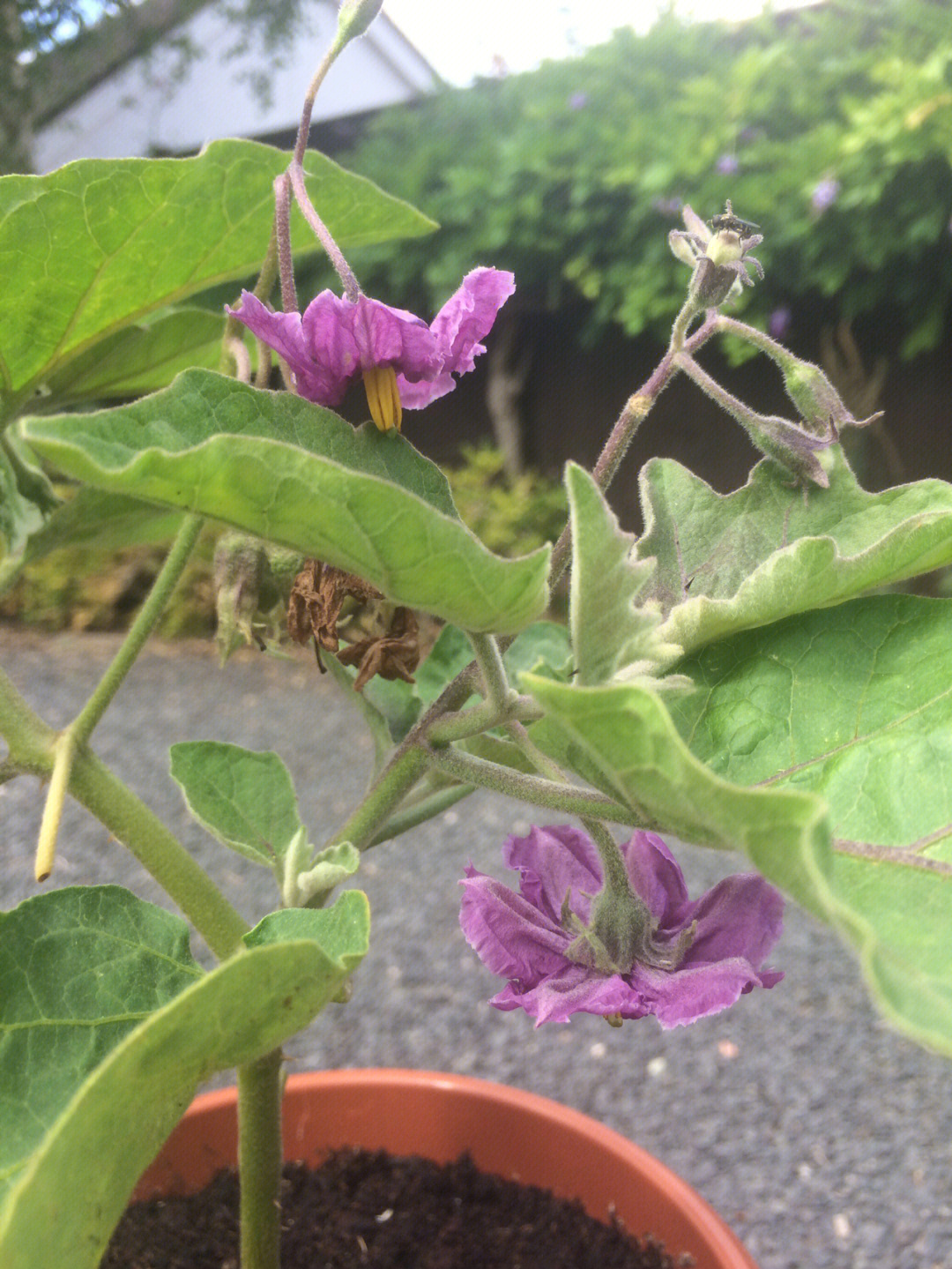 茄子花的结构示意图图片