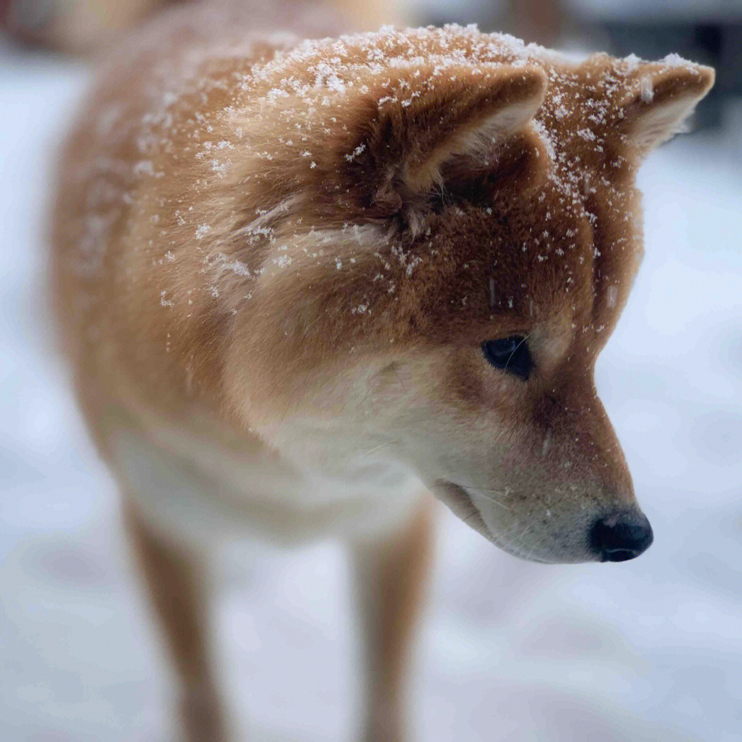 下雪啦