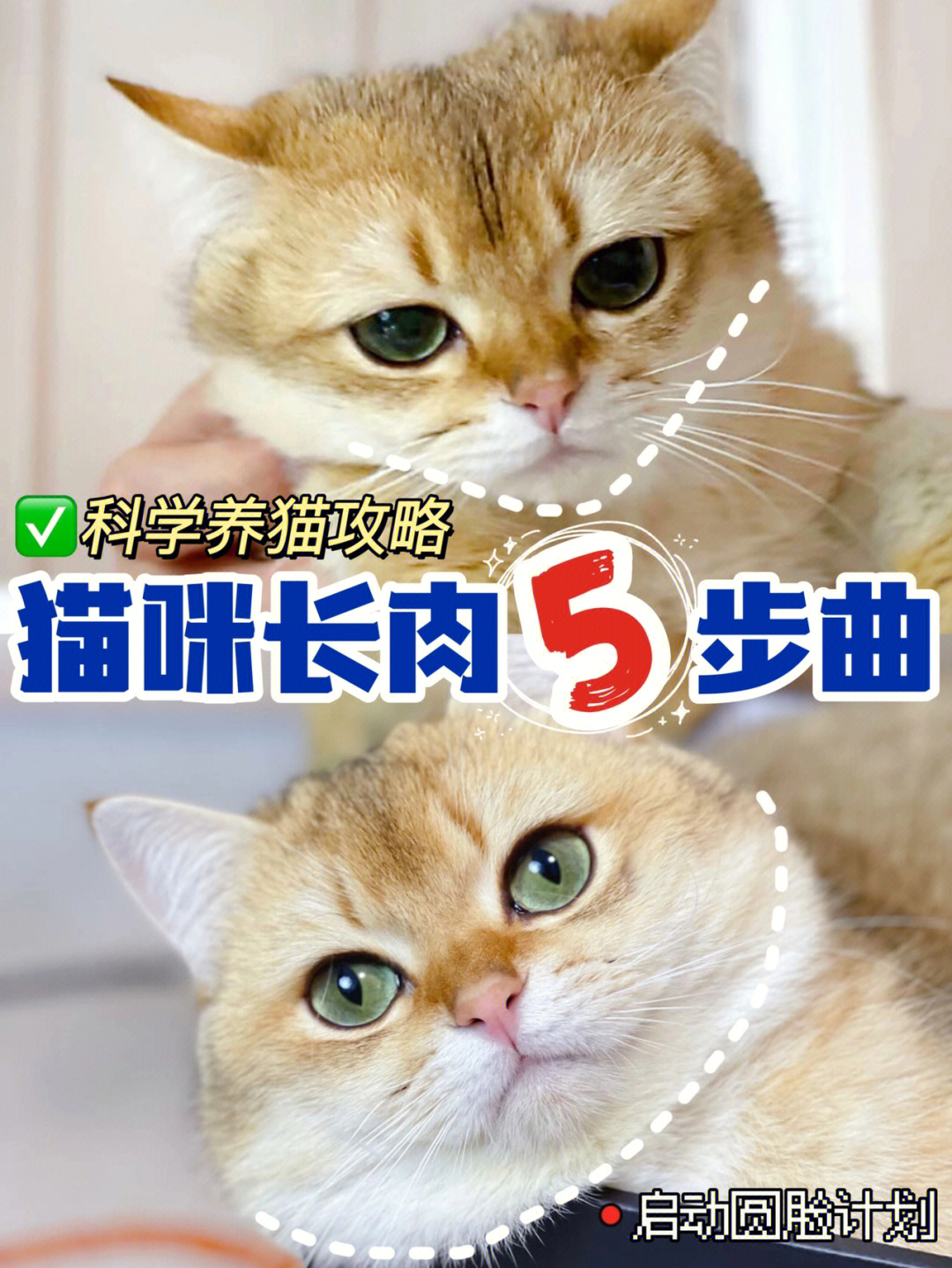 小v脸变大脸猫猫咪发腮长肉全攻略