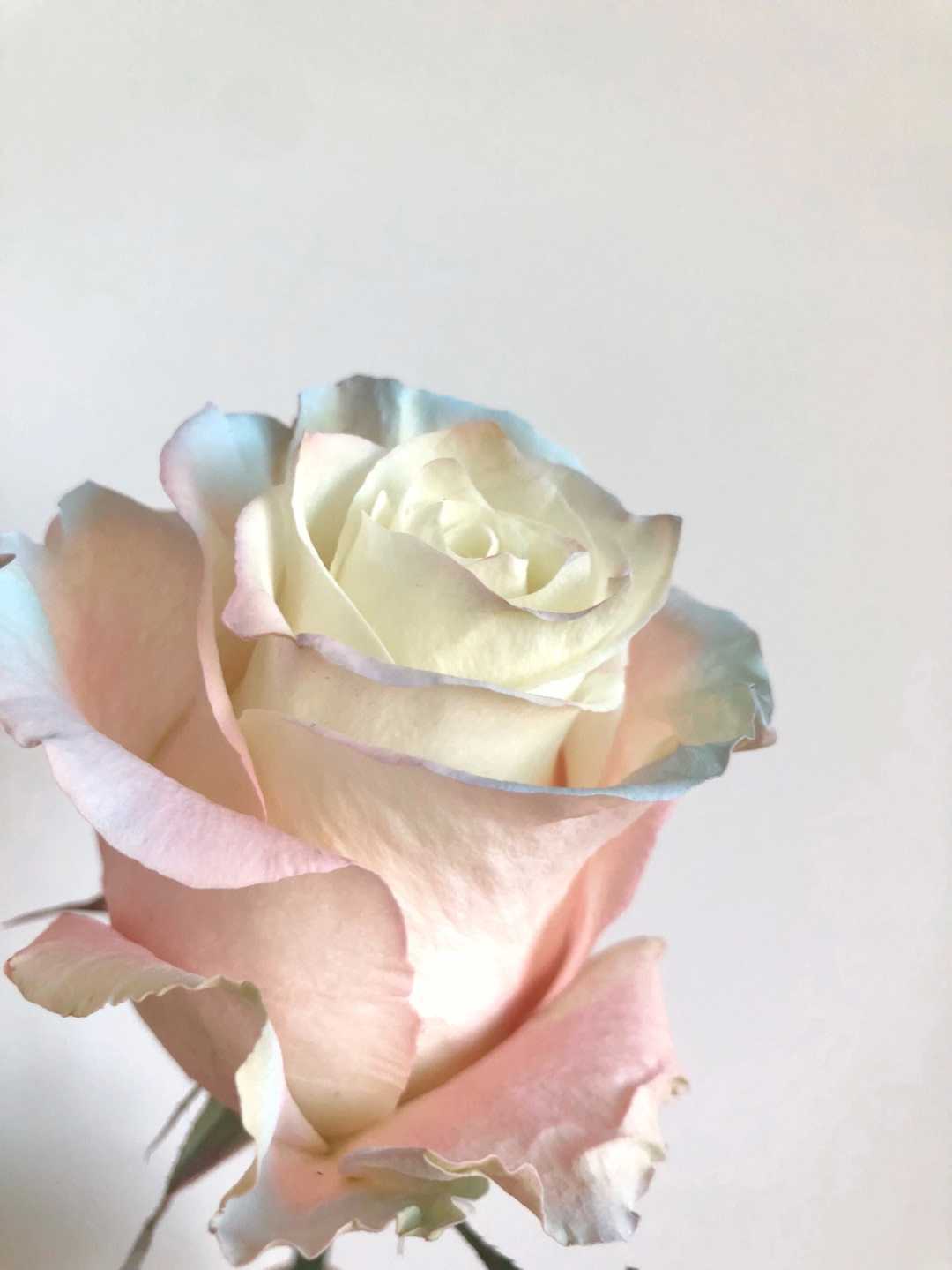 北极光玫瑰花语图片
