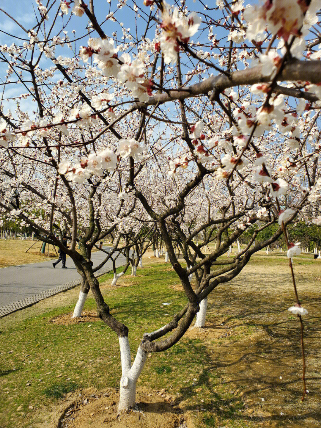 沙湖公园杏花盛开