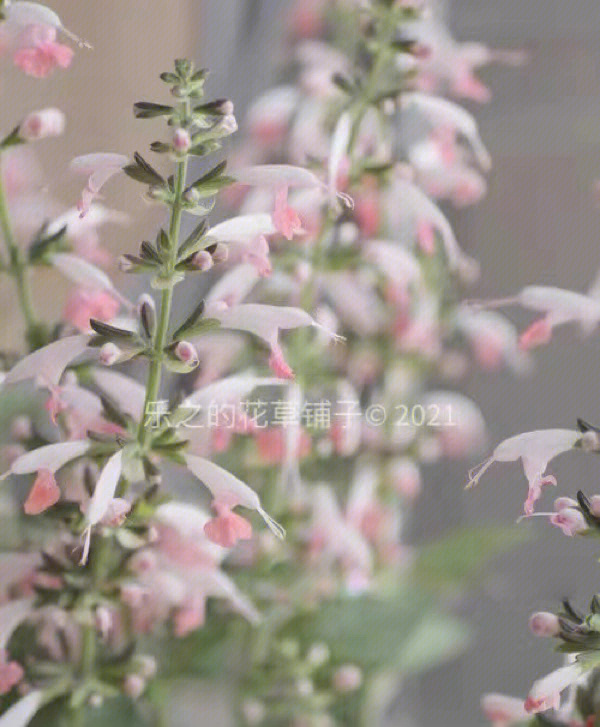 粉钻鼠尾草花语图片