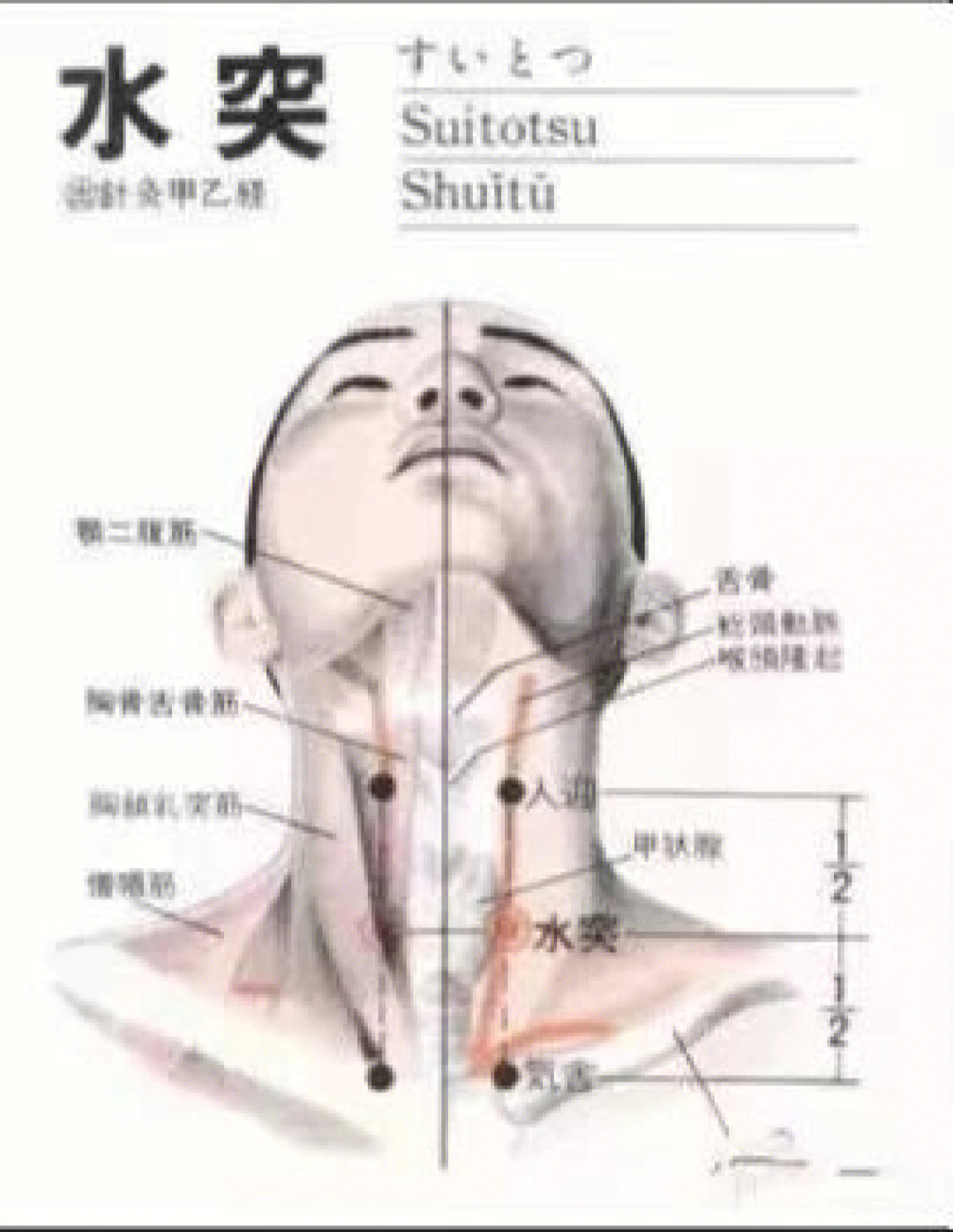有颈阔肌,在环状软骨外侧,胸锁乳突肌与肩胛舌骨肌上腹的交叉点,外侧