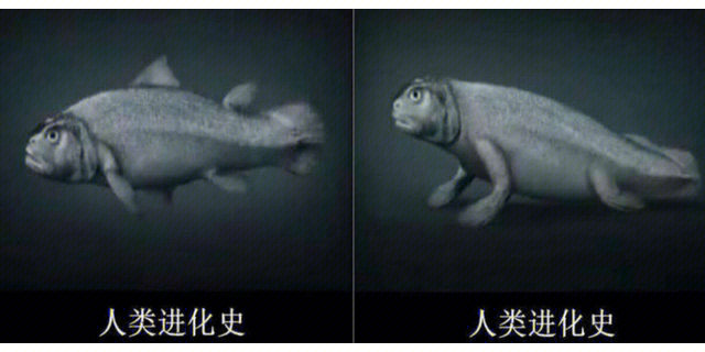 肉鳍鱼演变人类图片