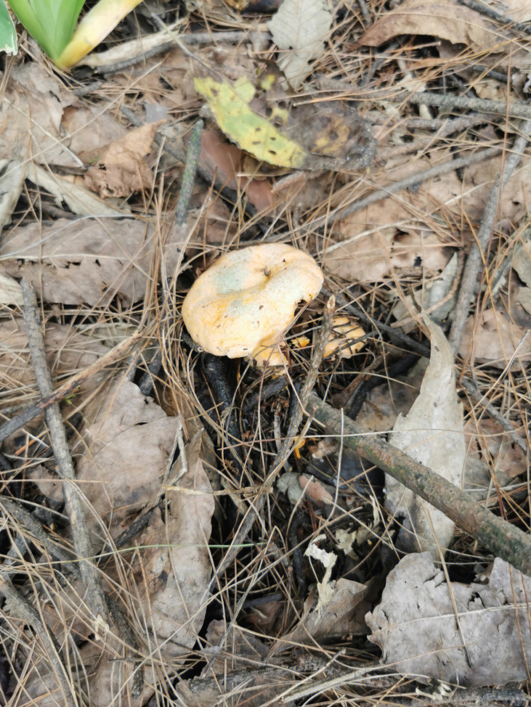 喇叭张蘑菇有毒吗图片