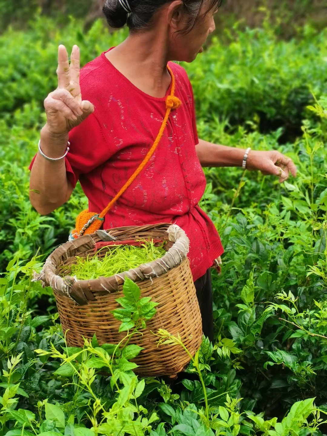 你不知道的莓茶冷知识