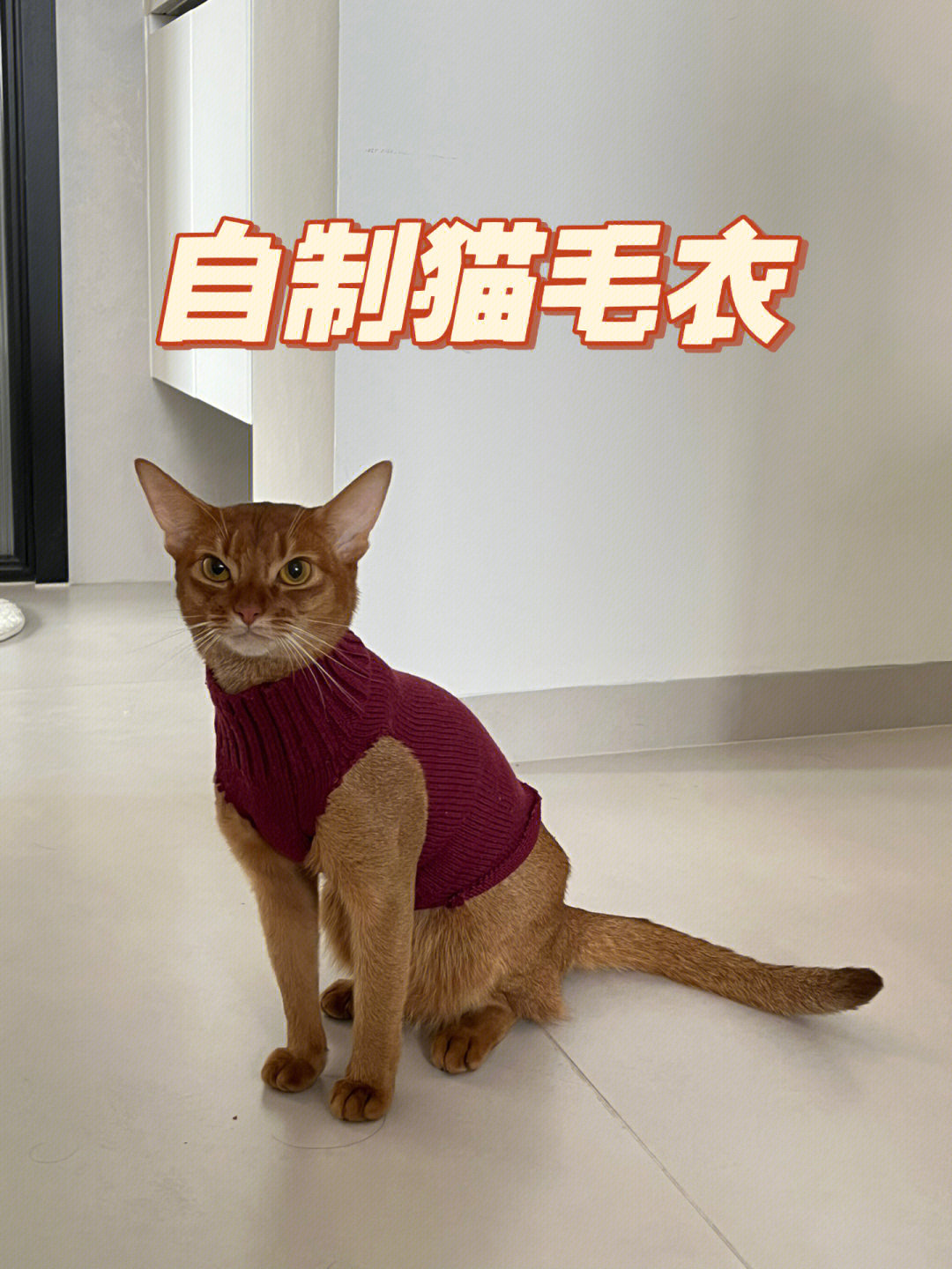 宠物猫的衣服怎么做图片