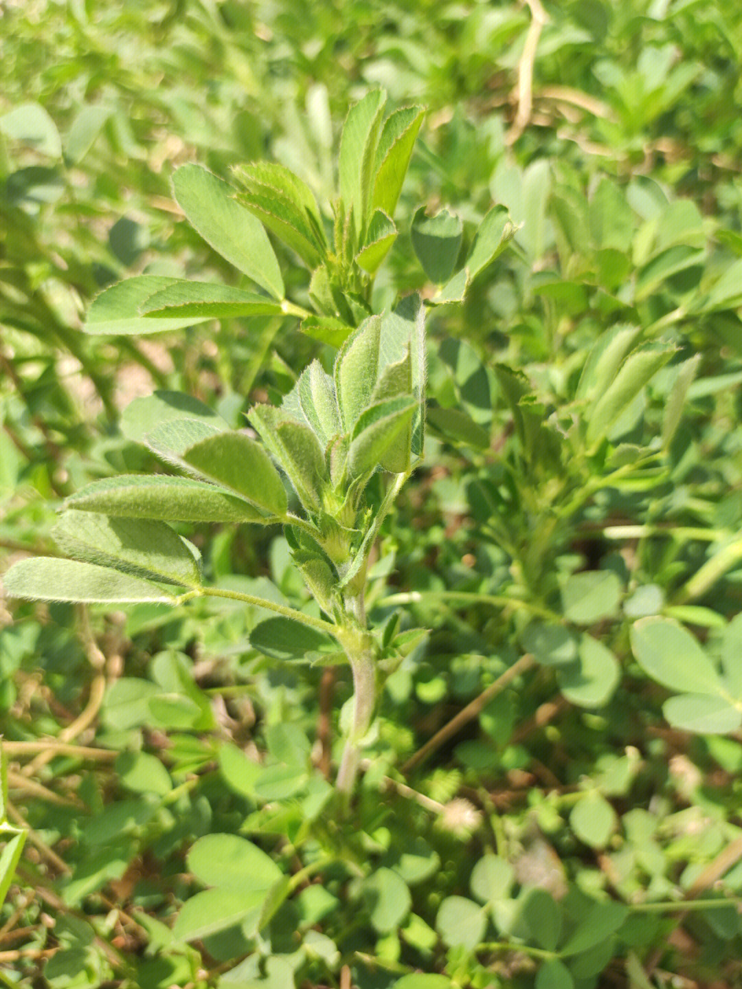 春天的野菜苜蓿终于被我找到了今天收货满满你们都是怎么吃的